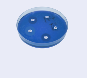 Dischi per antibiogramma